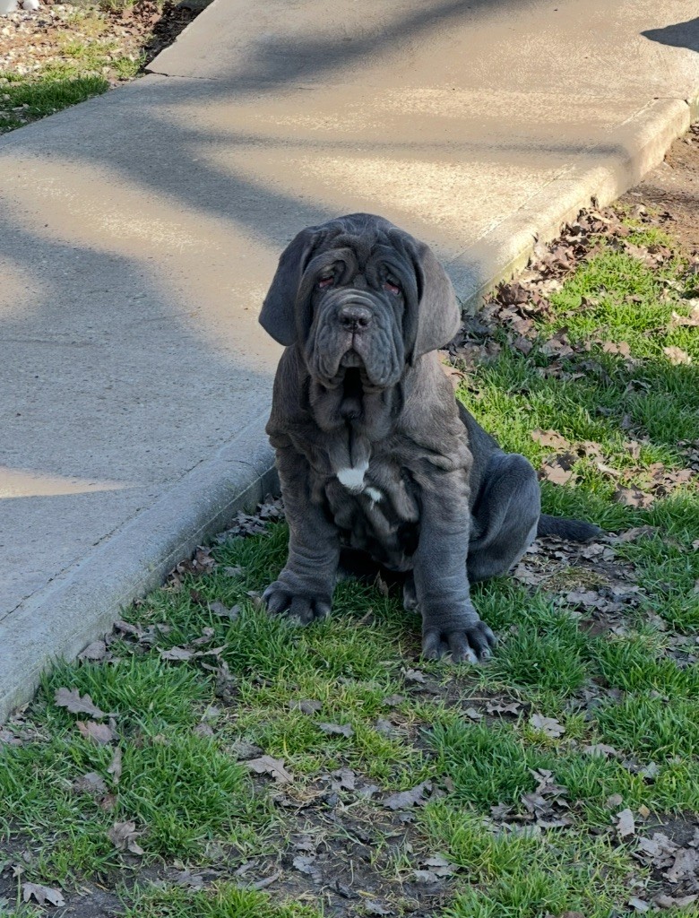 De L'Espagnyol - Chiots disponibles - Mâtin Napolitain